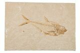 Fossil Fish (Diplomystus) - Wyoming #204469-1